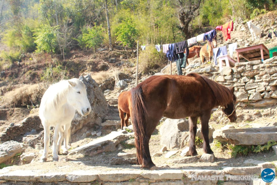 From Pokhara: 2-Day Short Poon Hill Trek - Scenic Highlights of the Trek