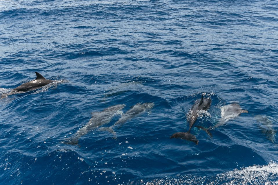 From Puerto Rico De Gran Canaria: Dolphin Watching Cruise - What to Expect on the Cruise