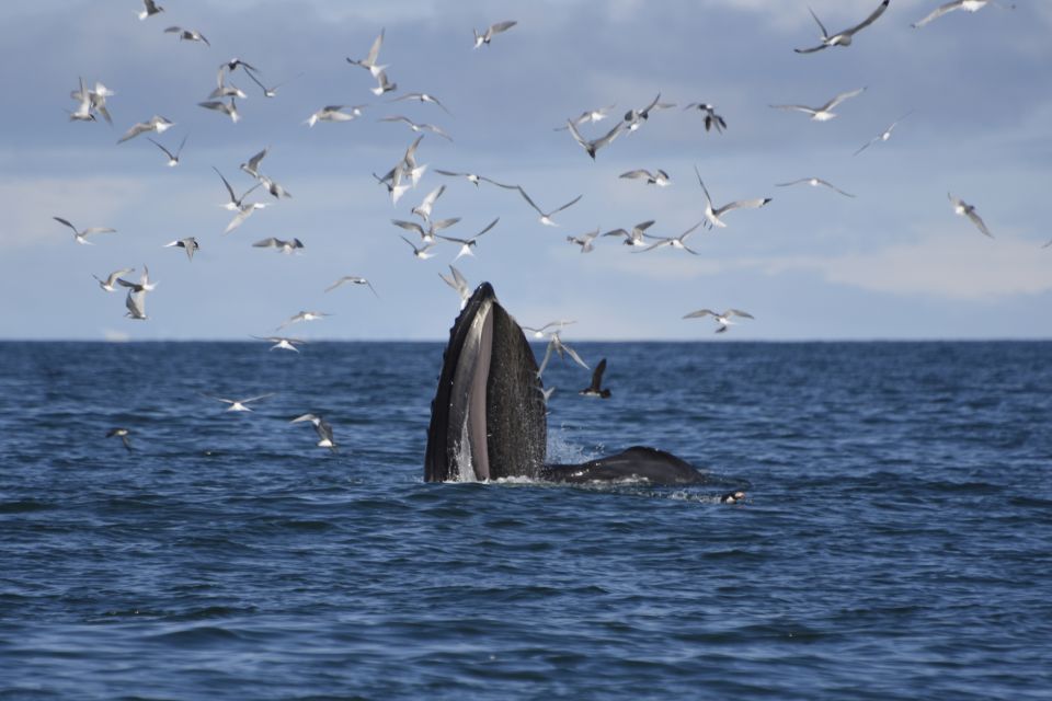 From Reykjavik: Buggy & Whale Watching Adventure - Age Restrictions and Guidelines