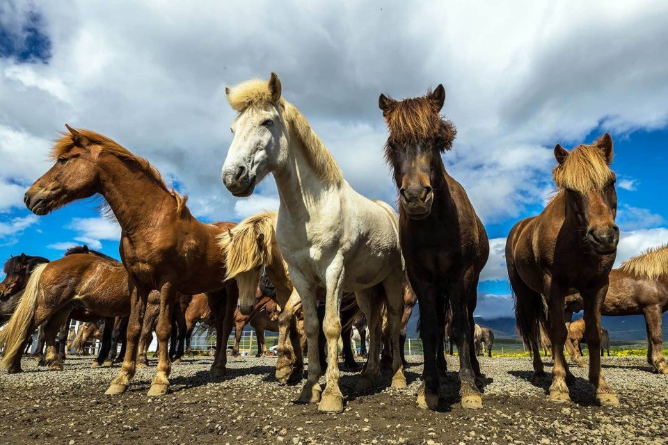 From Reykjavik: Full-Day Horse Riding & Golden Circle Tour - Tips for Your Tour