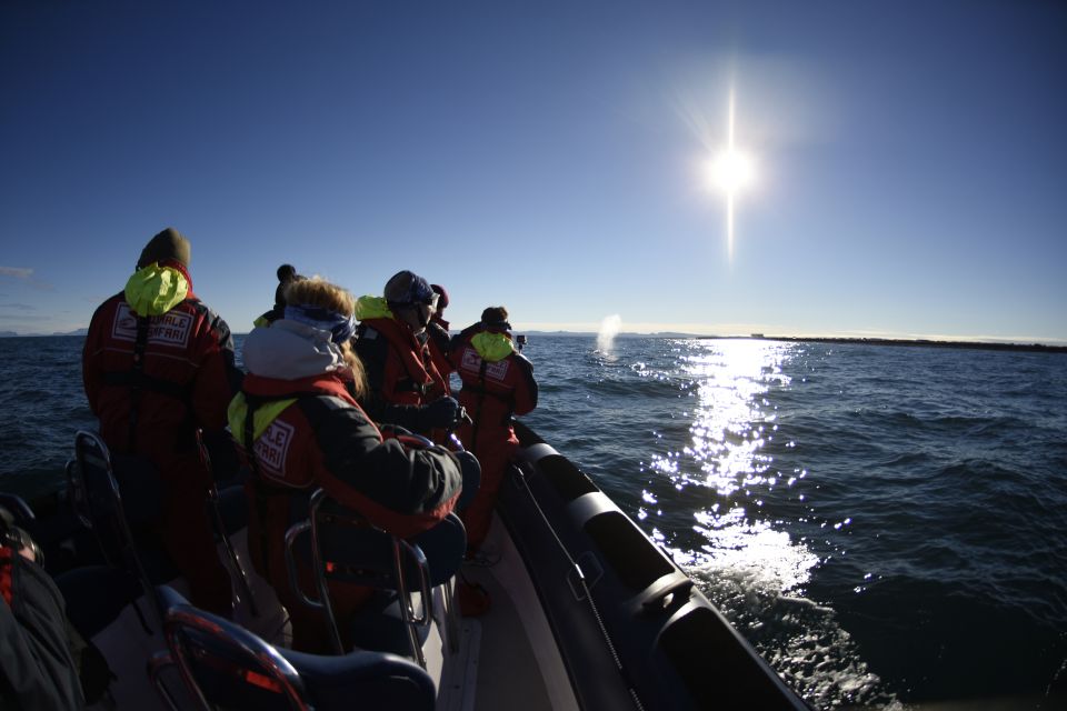 From Reykjavik: Whale and Puffin Watching RIB Boat Tour - How to Prepare