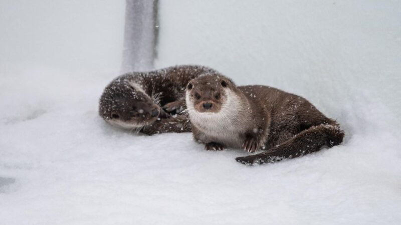From Rovaniemi: Return Transfer to Ranua Zoo by Private Van - Inclusions and Exclusions