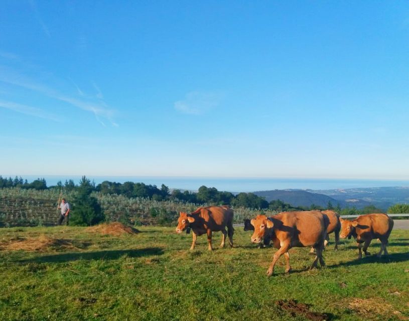 From Santander or Torrelavega: Soplao Cave Excursion - Participant Information