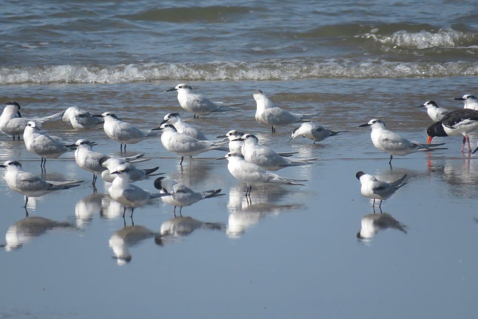 From Seville: Doñana National Park Day Trip - Tour Options