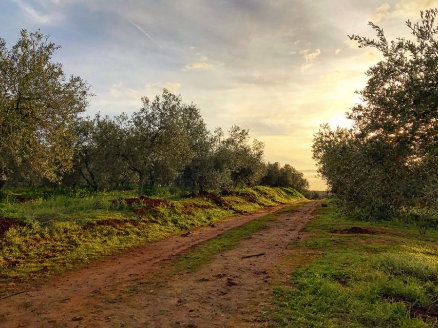 From Seville: Olive Oil Farm Tour - Customer Ratings and Reviews