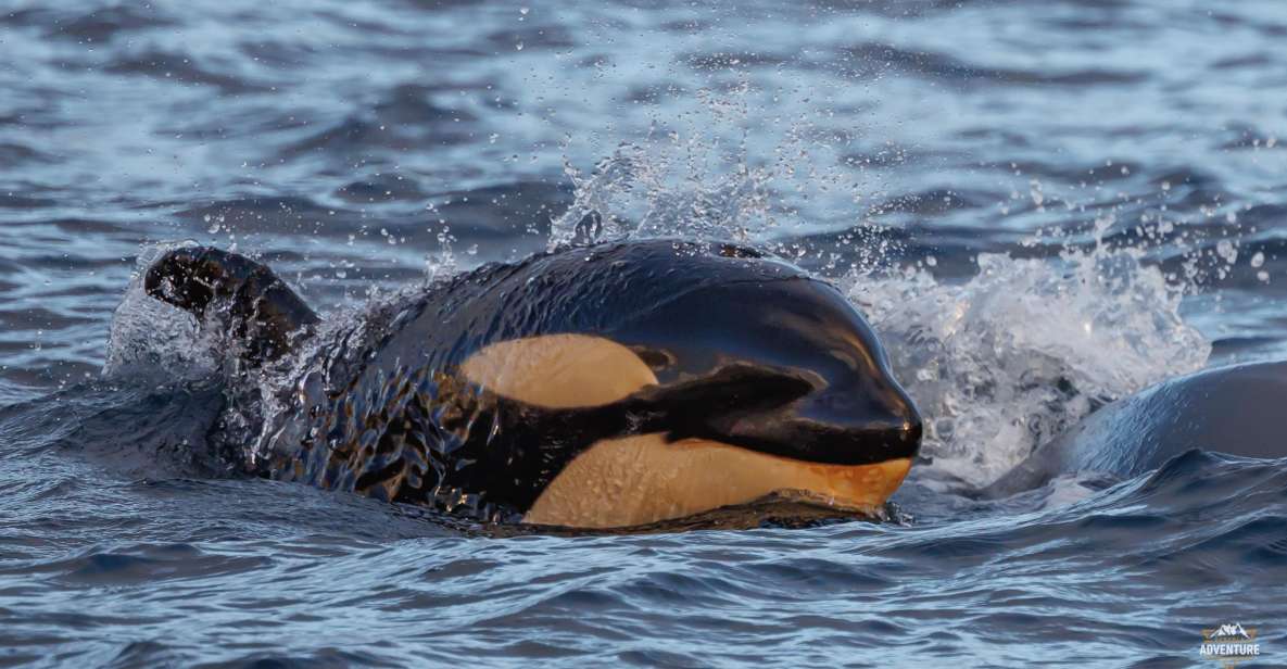 From Skjervøy: Whale Watching in a Heated Cabin Cruiser - Booking and Cancellation Policy