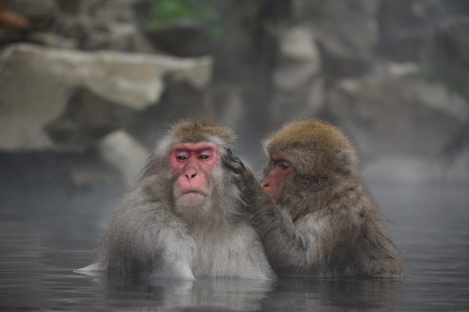 From Tokyo: Nagano, Zenkoji Temple, Snow Monkeys Day Trip - Exploring Zenkoji Temple