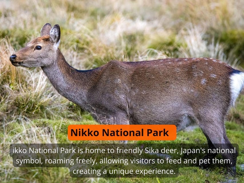 From Tokyo: Nikko Private Full-Day Sightseeing Day Trip - Preparation Tips for Travelers