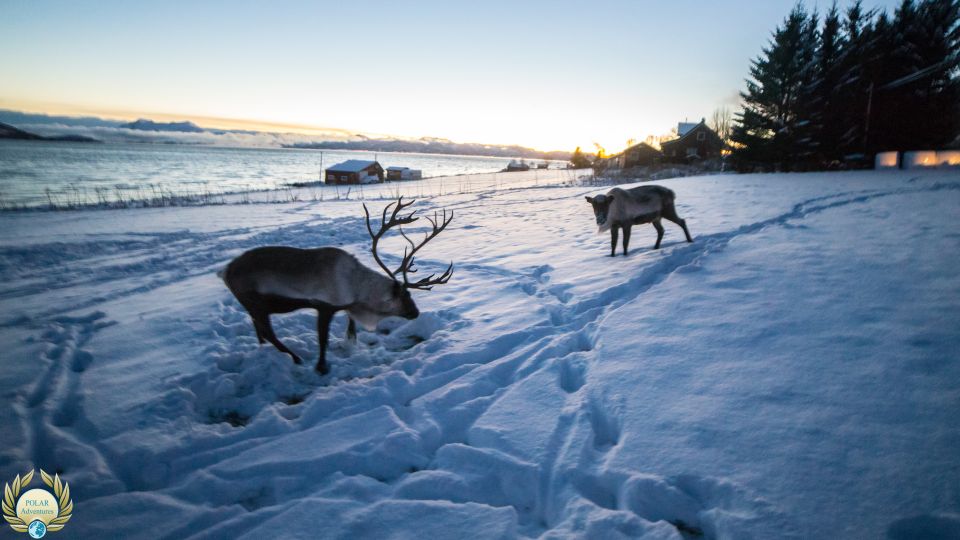 From Tromsø: Fjords Small Group Bus Tour - Frequently Asked Questions