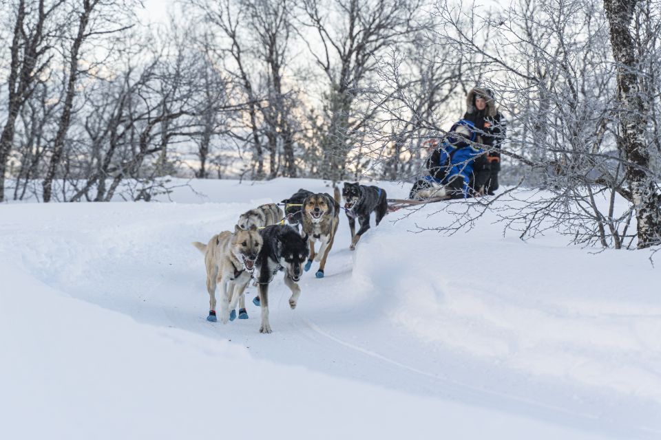 From Tromsø: Fun and Easy Dog Sledding Adventure - What to Expect