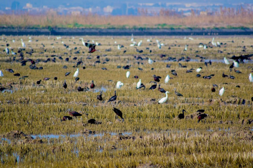 From Valencia: Albufera Day Trip With Boat Tour and Transfer - Frequently Asked Questions