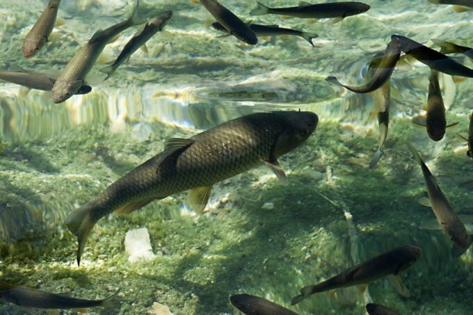 From Zadar: Plitvice Lakes Private Round-Trip Transfer - Customer Reviews