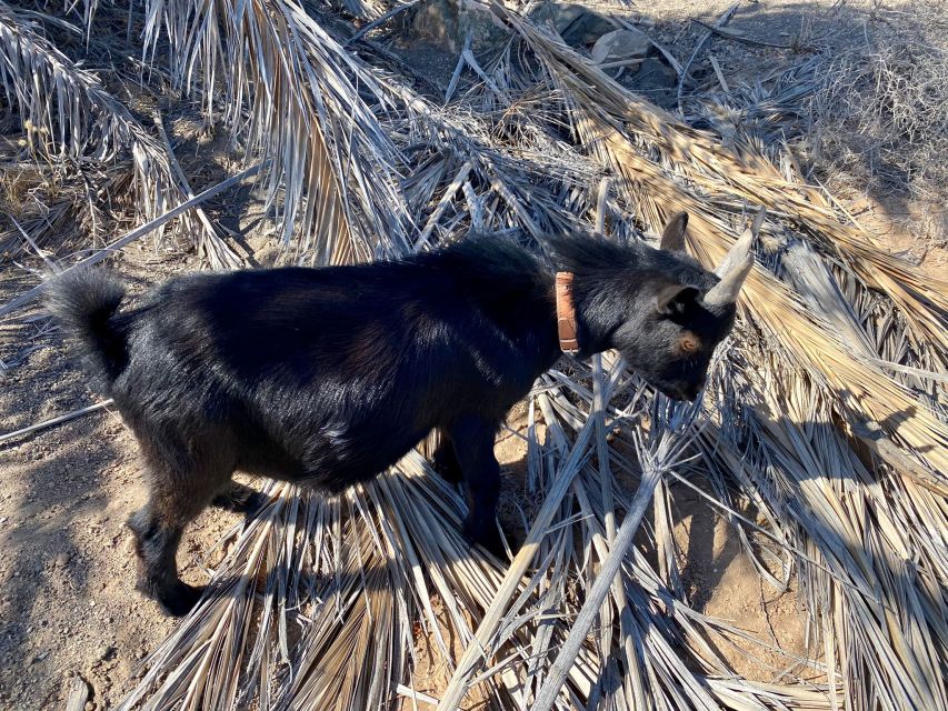 Fuerteventura: Guided Trekking Tour With Island Goats - Customer Feedback