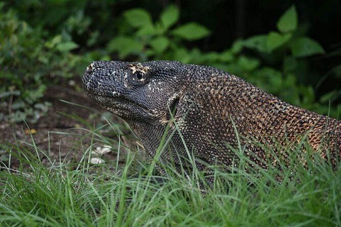 Full-Day Adventure Tour to Komodo Island With Join Speed Boat Tur - What to Bring on the Tour