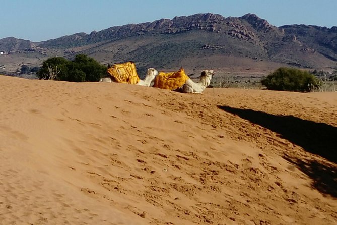 Full-Day Safari Small Desert With Lunch - Tips for Travelers