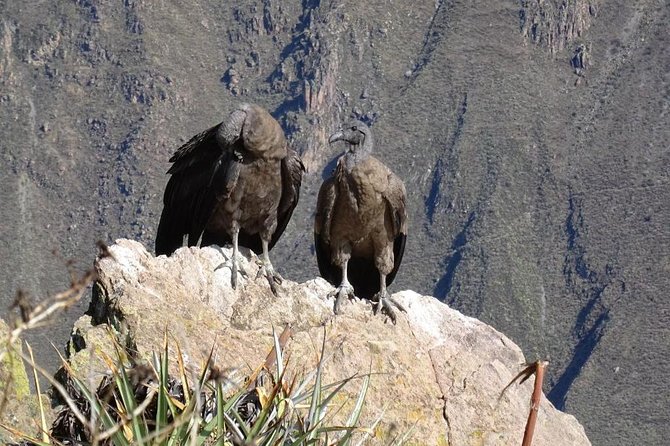 Full Day Tour Including Transfer to Puno / Colca Canyon - Relaxing at Chacapi Hot Springs