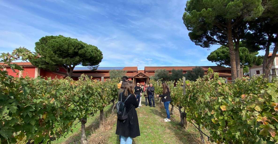 Full Day Wine Tour in Ribera Del Duero From Madrid - Lunch and Traditional Cuisine