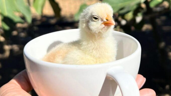 Gallura: Picnic on a Farm With Animals - Visitor Guidelines