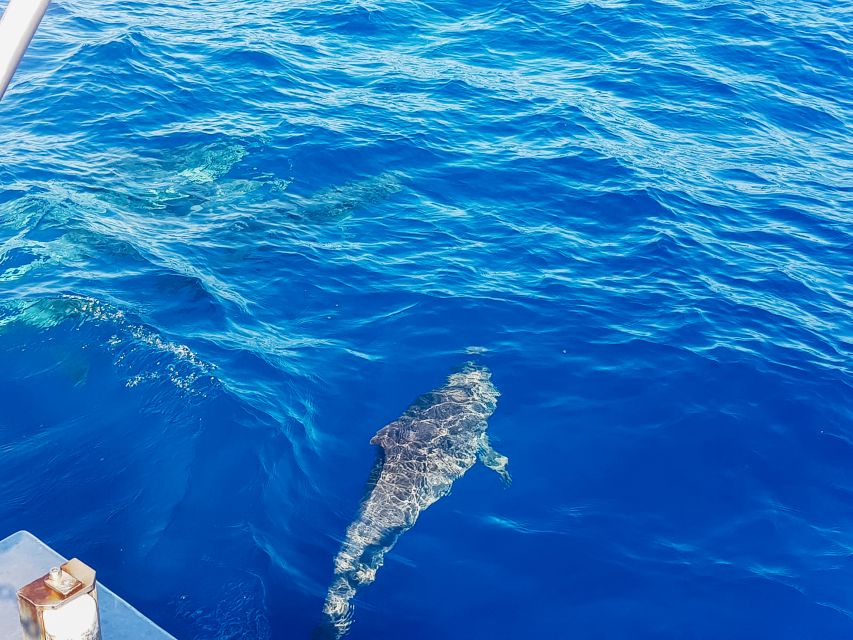 Gran Canaria: Catamaran Dolphin Watch Cruise With Snorkeling - Frequently Asked Questions