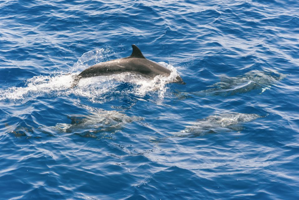 Gran Canaria: Dolphin and Whale Watching Cruise - Responsible Wildlife Observation