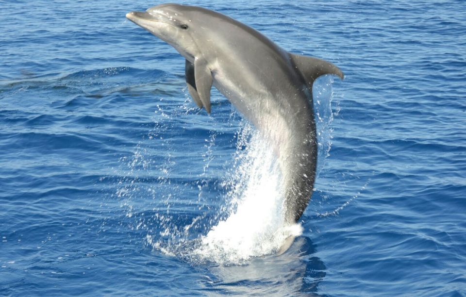 Gran Canaria: Dolphin and Whale Watching Cruise - Frequently Asked Questions