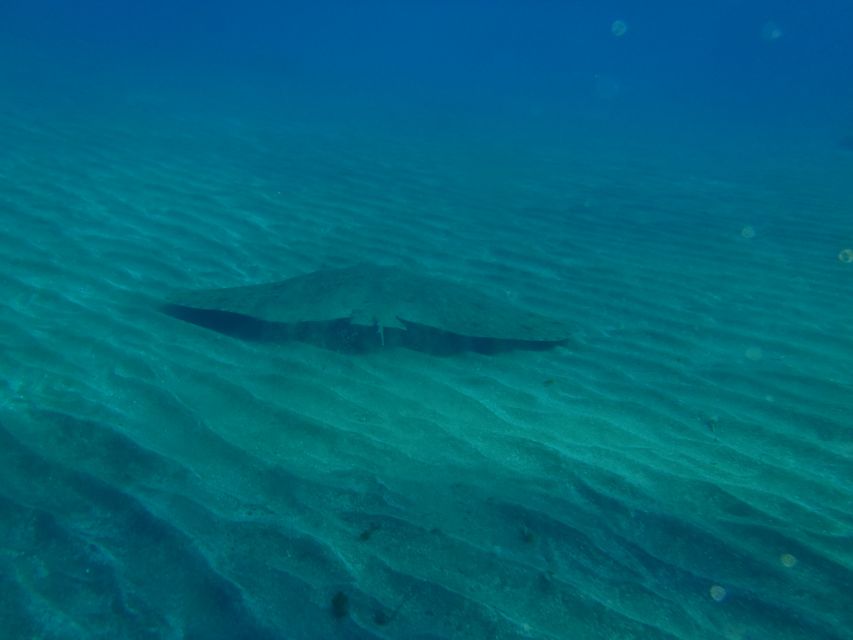 Gran Canaria Scuba Diving for Certified Divers - Instructor Expertise