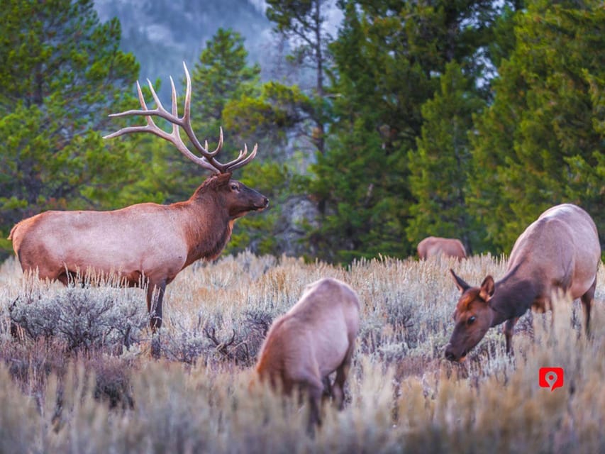 Grand Teton National Park: Majestic Mountain Driving Tour - Flexible Itinerary Options