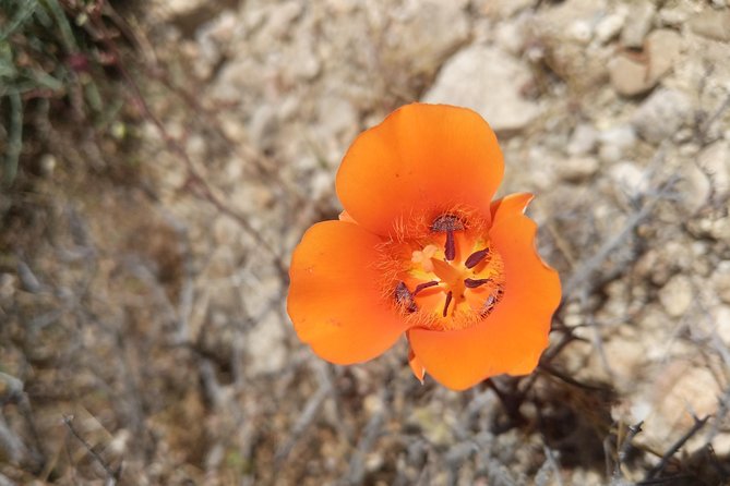 Half-Day Guided Hike in Joshua Tree National Park - Tips for an Enjoyable Experience