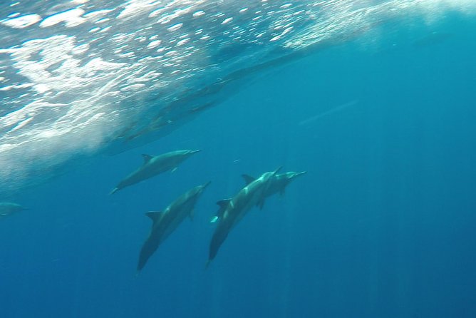 Half Day Snorkel in Lanai Island and Spinner Dolphin Search - Tips for a Great Experience