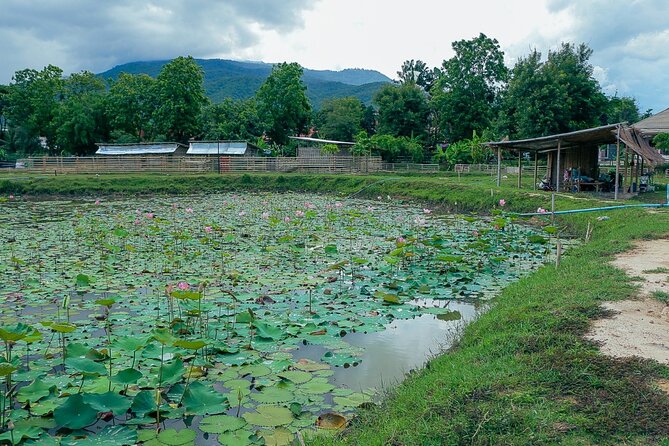Half-Day Thai CookingClass at A Roi Dee Organic Farm in ChiangMai - Booking Information