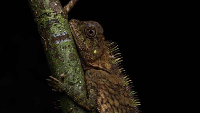 Herpetofauna Night Walk - Safety and Health Considerations
