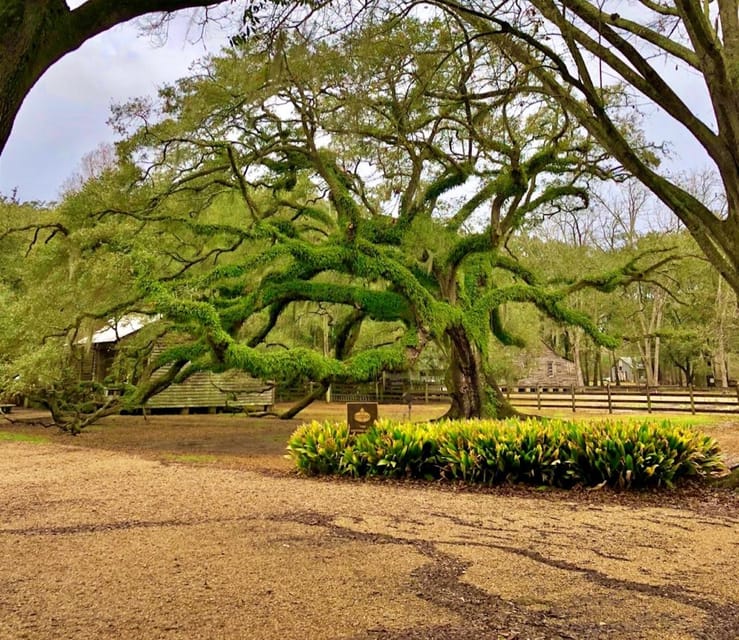 Highlights of New Orleans City and Destrehan Plantation Tour - Important Tour Information