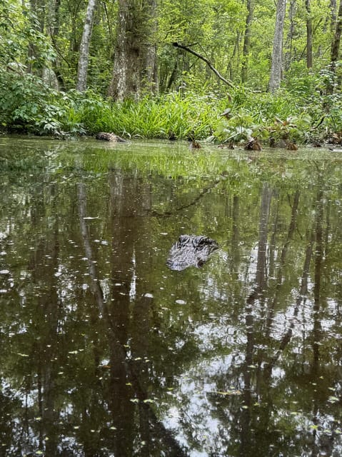 Highlights of New Orleans City and Swamp Tour Combination - Important Tour Information