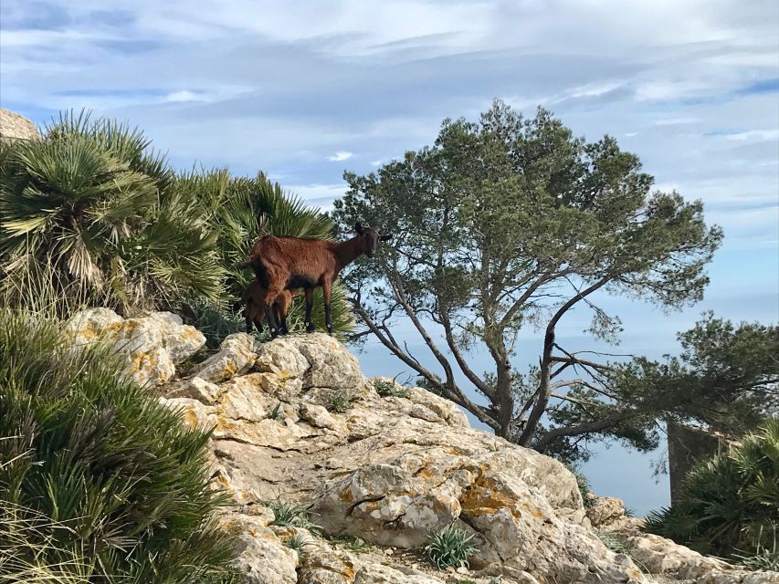 Hiking on Alcúdia Peninsula - Guide and Safety Measures