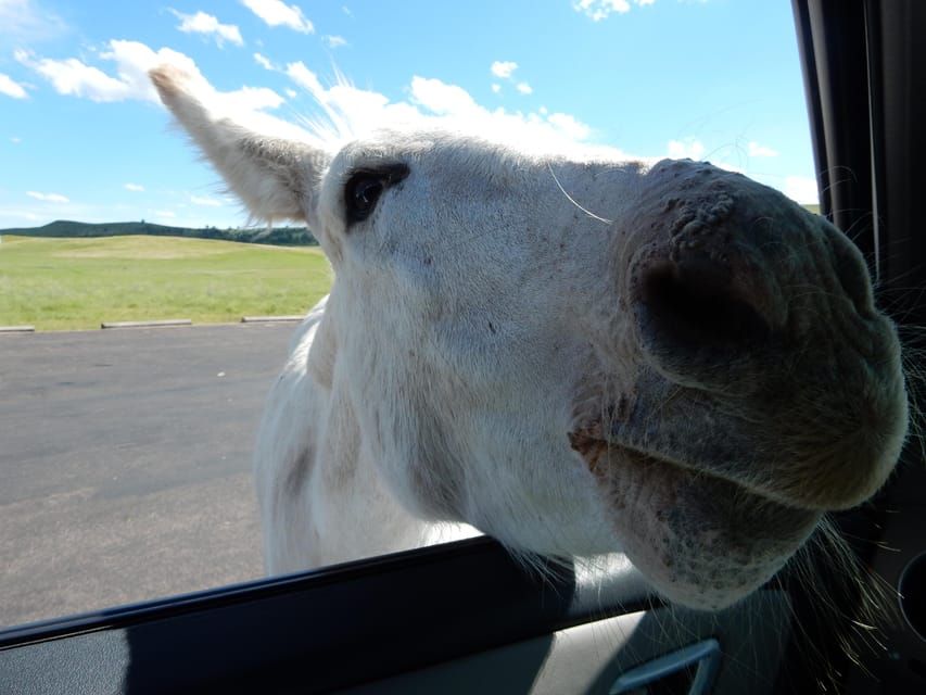 Hill City: Private Mount Rushmore, Crazy Horse & More Tour - Important Travel Information