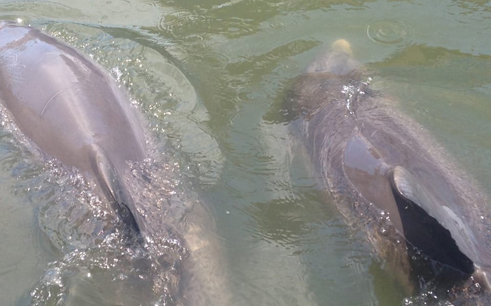 Hilton Head: Sunset or Daytime Dolphin Watching Cruise - Guest Reviews