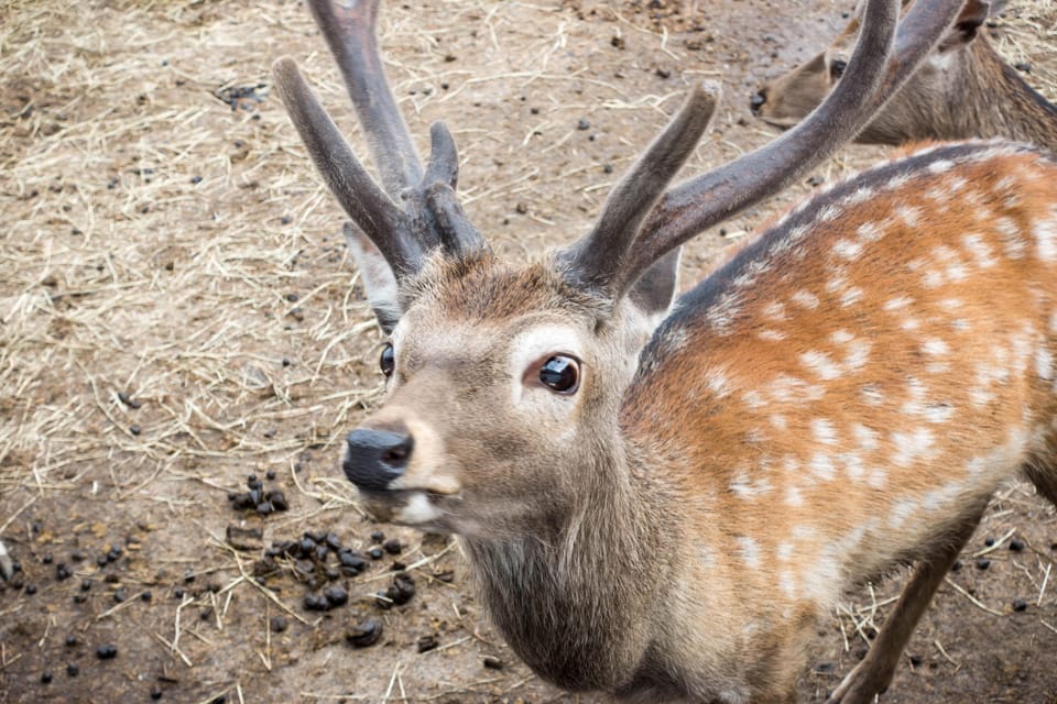 Hokkaido Asahiyama Zoo Tour With Melon Buffet Option - Customer Feedback and Reviews