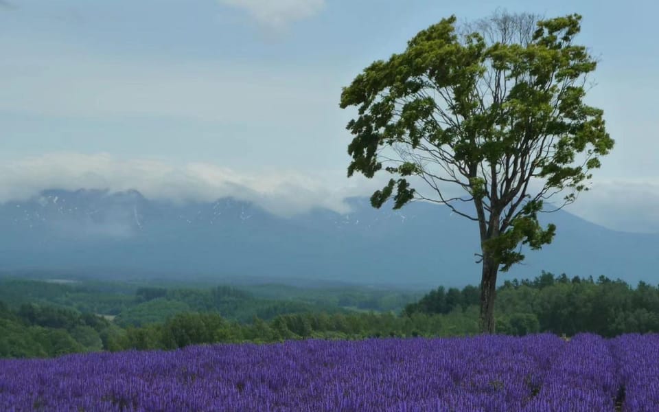 Hokkaido: Biei Furano One-Day Tour (Lunch&Melons Option) - Important Information