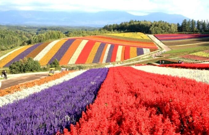 Hokkaido Biei Green Pond and Furano Flower Sea | Day Tour - Booking Information