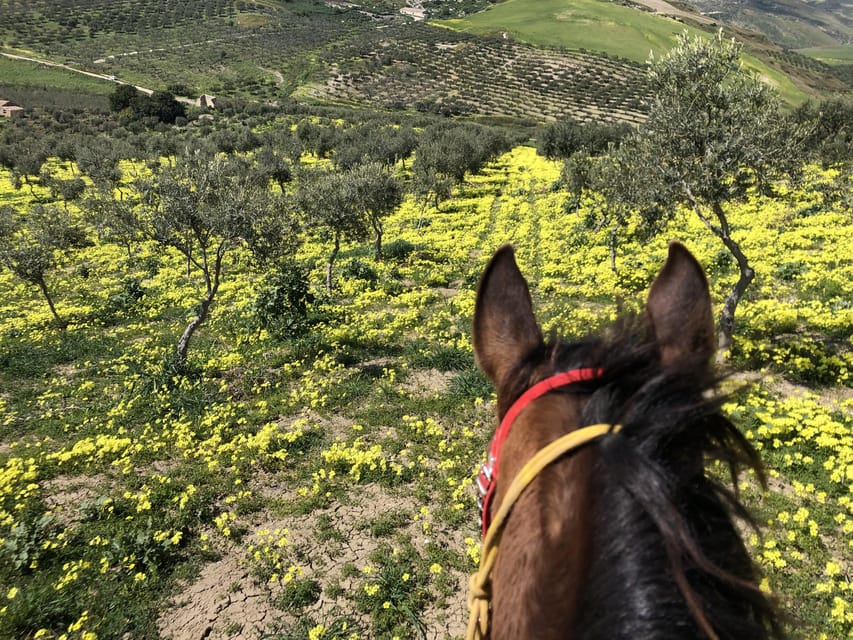 Horseback Riding Through the Olive Groves of Sciacca - Frequently Asked Questions