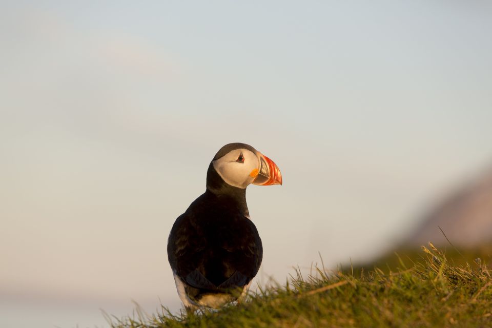 Húsavík: Big Whales and Puffin Island Speedboat Tour - Booking Information