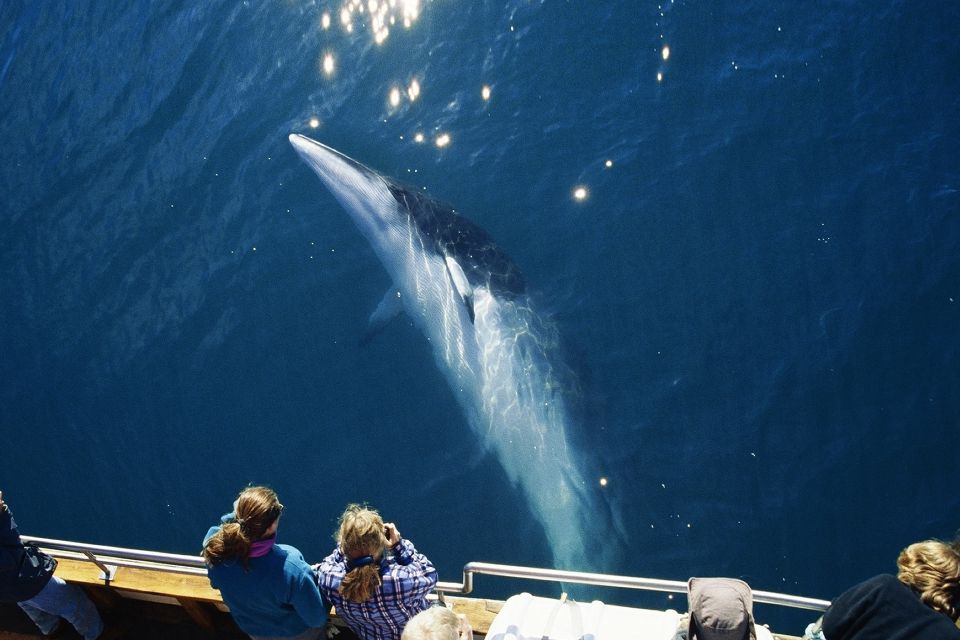 Húsavík: Whale Watching on a Carbon Neutral Oak Boat - Wildlife Encounter Highlights