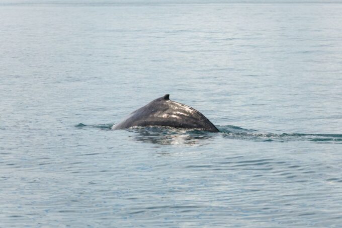 Húsavík: Whale Watching Tour With Guide - Traveler Experiences and Tips