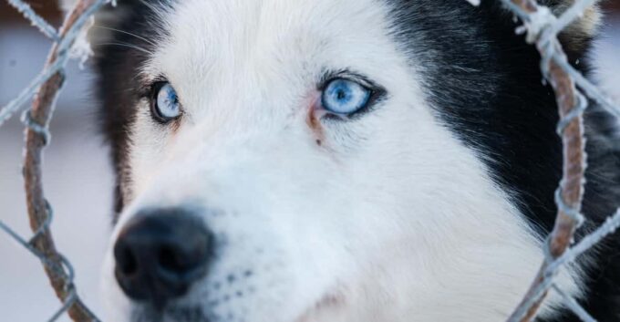 Husky Sledding Ride 1,5 Km Family Trip - Frequently Asked Questions