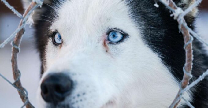 Husky Tour Experience in Levi - Frequently Asked Questions
