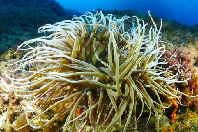 Ibiza Scuba Diving for Beginners and Snorkeling - Reviews and Ratings