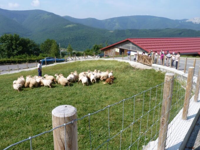 Idiazabal Cheese Tour From San Sebastian - Participant Information