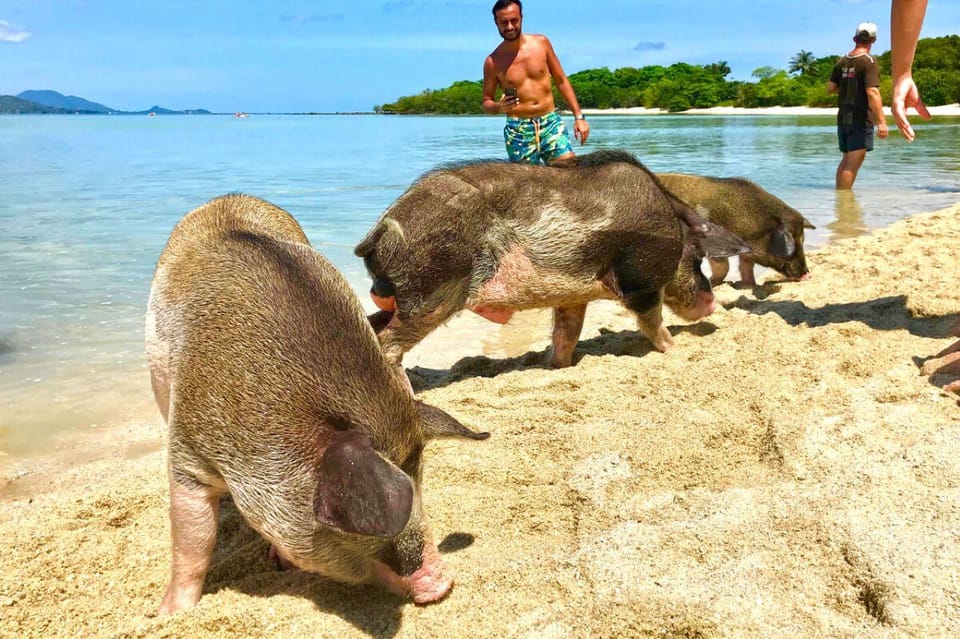 Island Escape: Excursion to Pig Island From Samui - Inclusions and Amenities