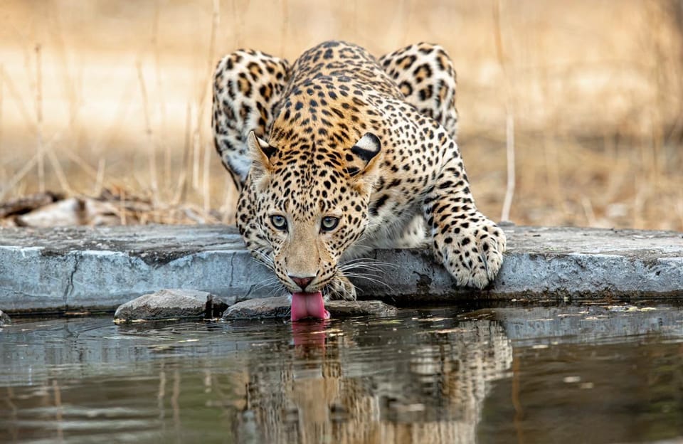 Jaipur: Leopards Safari Tour at Jhalana L Spot Wild Animals - How to Book Your Tour