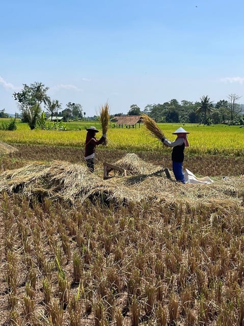 Jakarta: Volcano, Tea/Rice Fields, Hot Spring, Local Food - Cultural Experiences